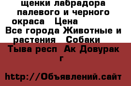 щенки лабрадора палевого и черного окраса › Цена ­ 30 000 - Все города Животные и растения » Собаки   . Тыва респ.,Ак-Довурак г.